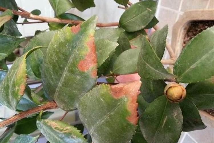 夏季茶花叶子一碰就掉怎么办