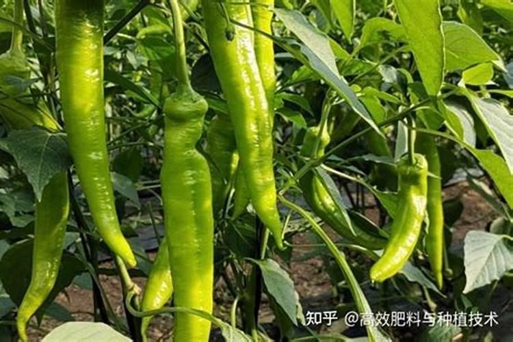 养辣椒盆栽怎么施肥