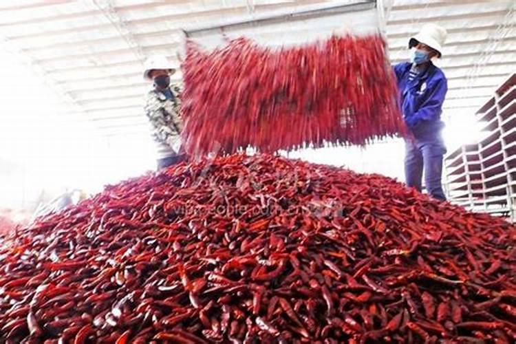 辣椒结果期几天喷一次叶面肥？