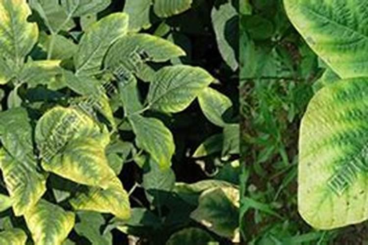 大豆缺钾的症状及防治措施是什么？