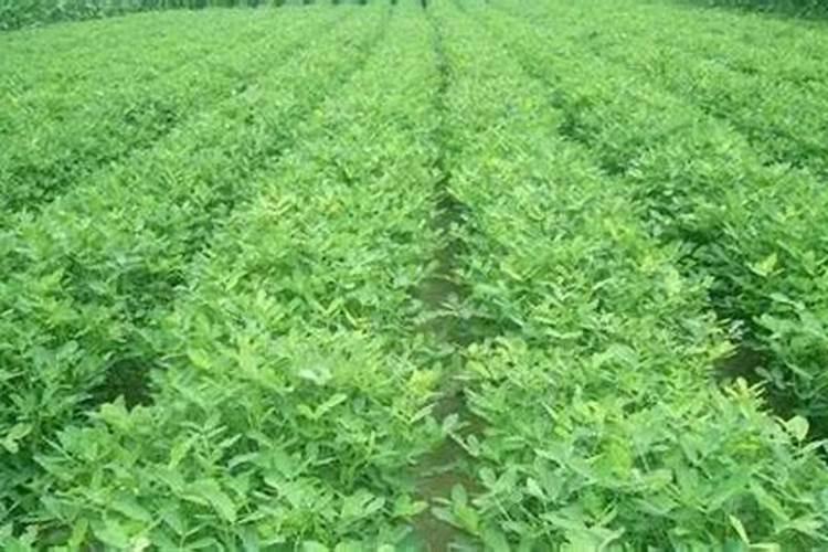 花生叶面肥用什么高产 什么时候施肥好