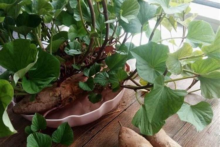 栽红薯用什么肥料最好