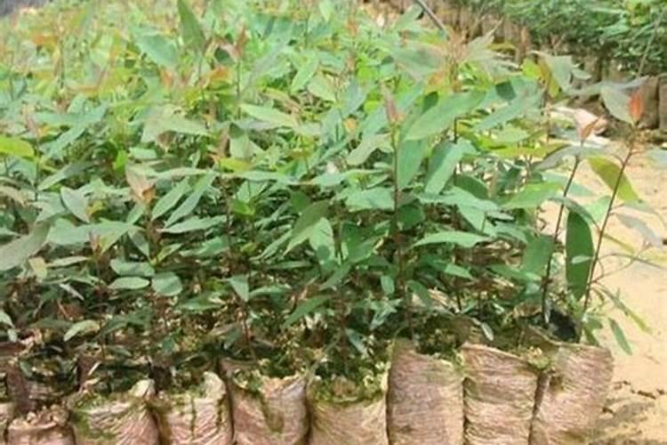 桉树幼苗抽新芽喷什么有用