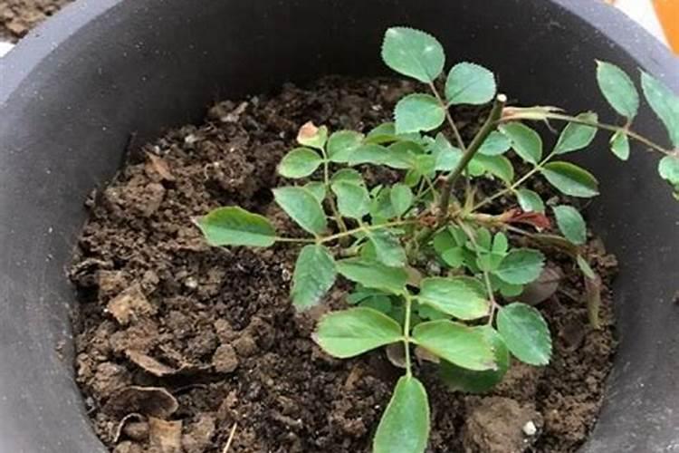 月季花的养殖方法