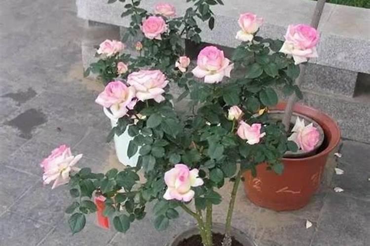 月季花的养殖方法