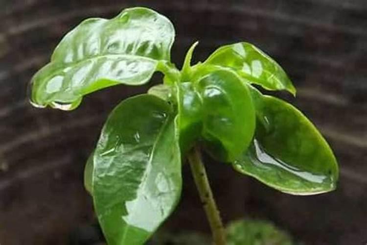 百香果催花时间和方法