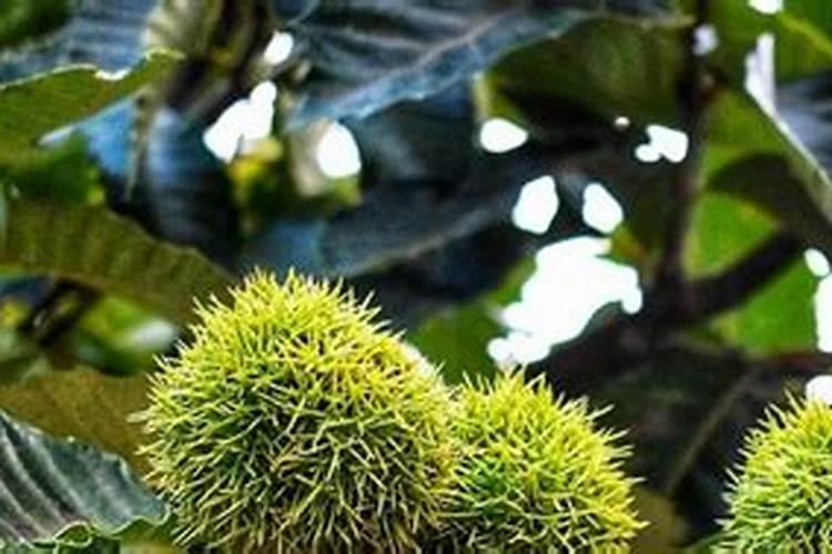 我想给栗子树施肥,该用什么肥料？