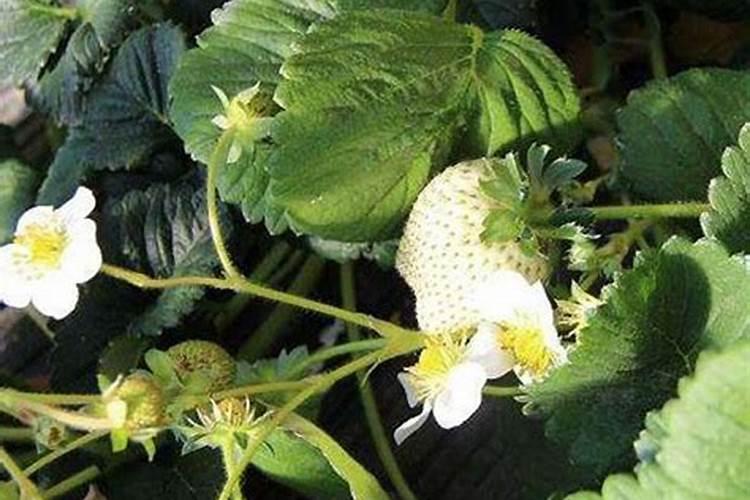 白芷容易养吗？