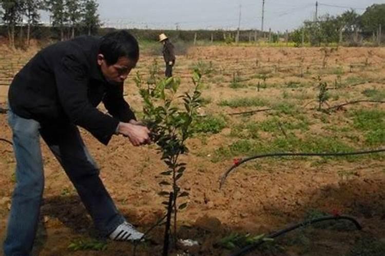 脐橙全年施肥时间表