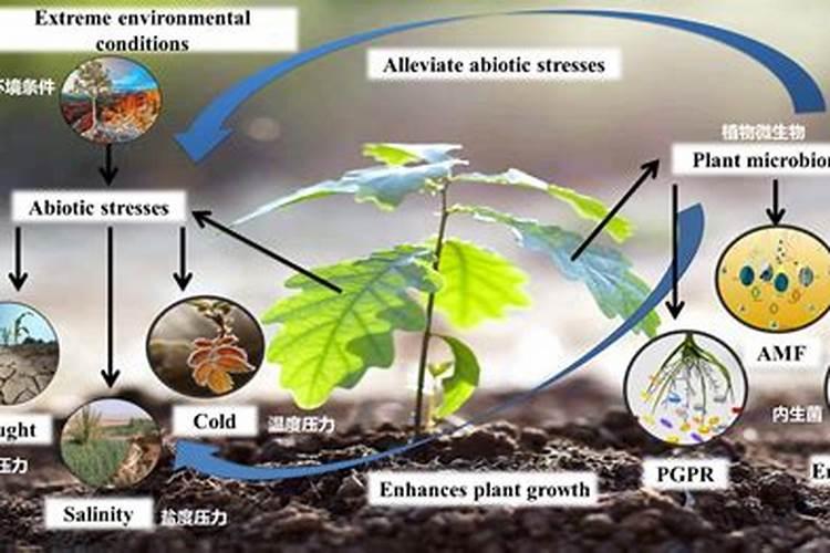 花芽分化用什么叶面肥