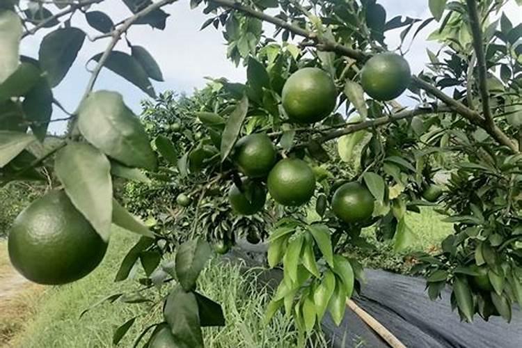 柑橘膨果用什么肥料