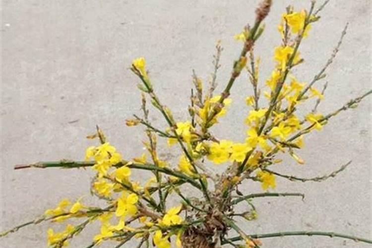 怎样栽刚挖的迎春花
