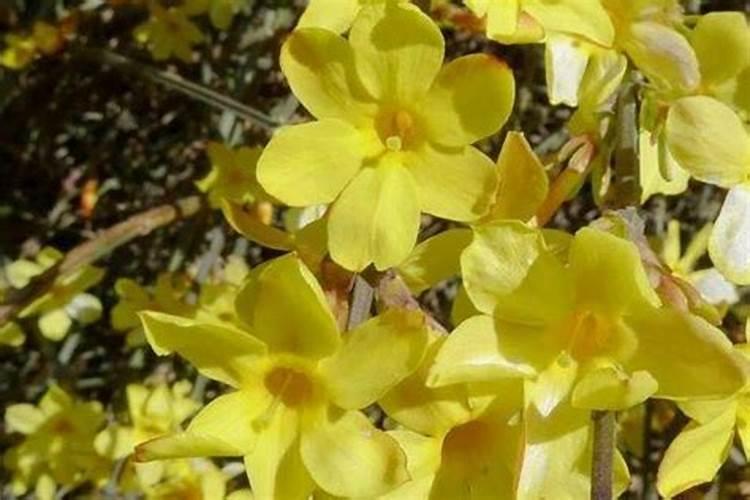 迎春花下山桩如何生根