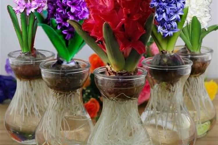水培风信子开花后怎么处理(水培风信子的注意事项)