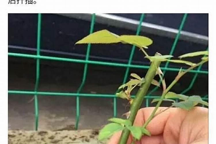 用高锰酸钾兑多少水可以给月季灌根？