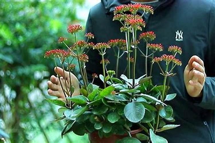 长寿花修剪后施什么肥花卉百科