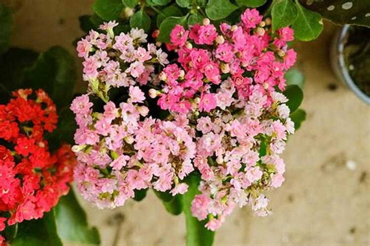 长寿花修剪后施什么肥花卉百科