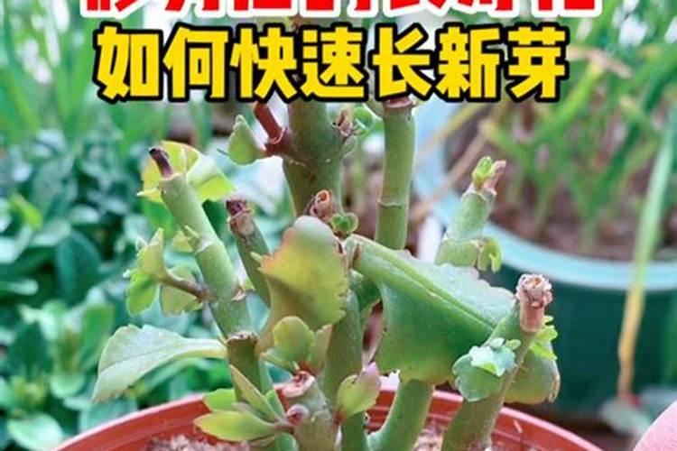长寿花花谢后如何修剪