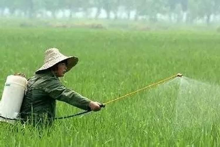 有机蔬菜什麽时候追肥