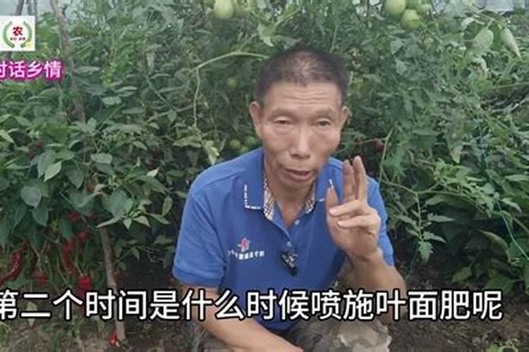 梨树喷叶面肥几天能上梨