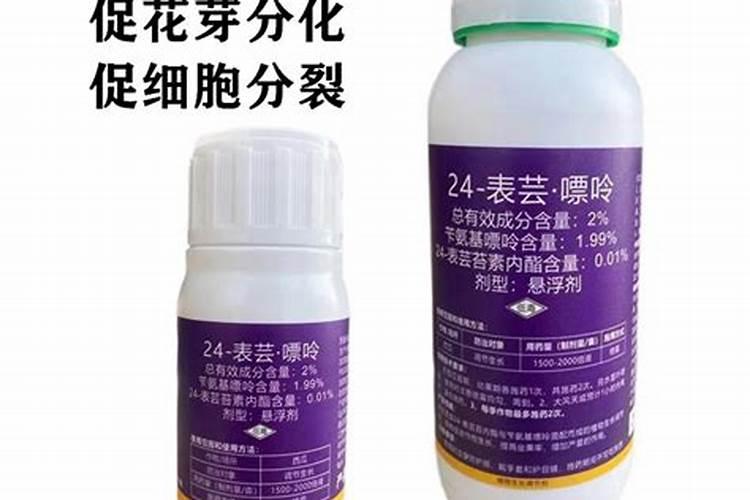 月季僵苗怎样才能发新芽