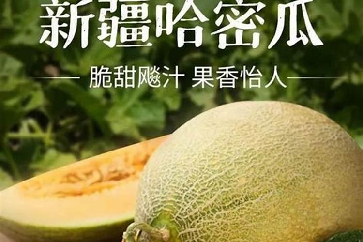 海南哈密瓜一般几月份用膨果肥？