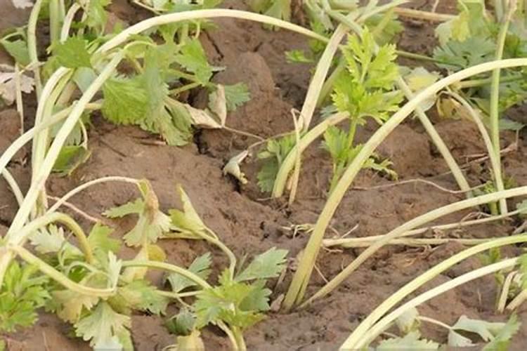 芹菜如何施用尿素