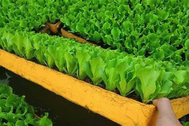 白芍可用哪些肥料