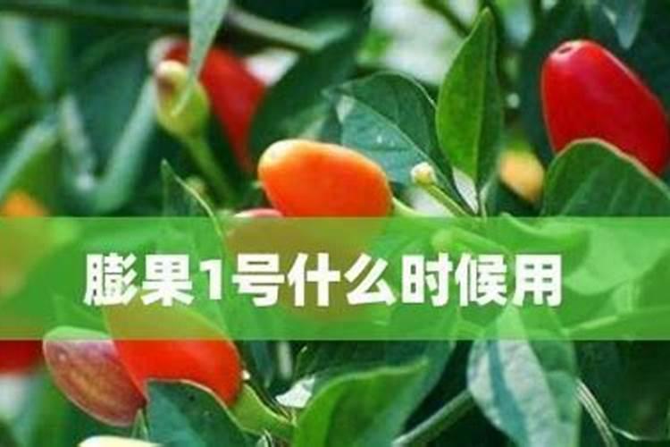菠萝是怎么长出来的？树上还是地下的呀？