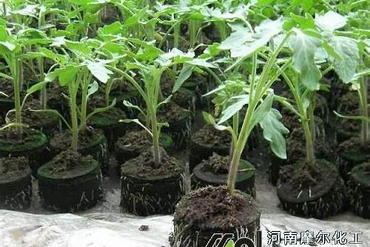 水稻最佳追苞肥期是什么时候？