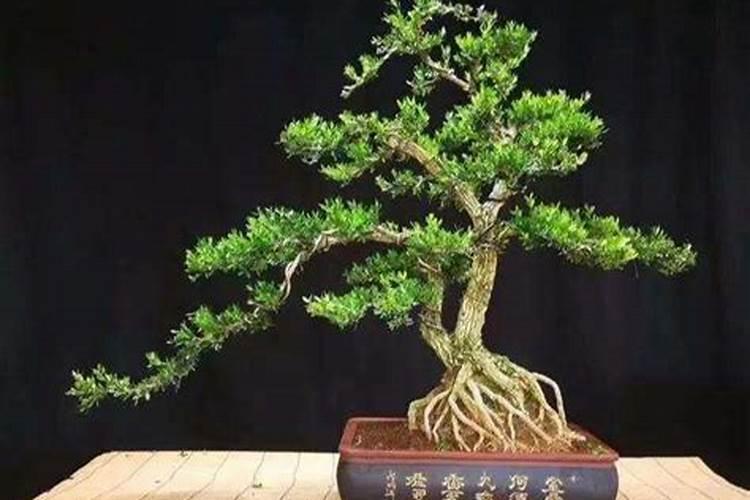 黄杨怎么浇水施肥