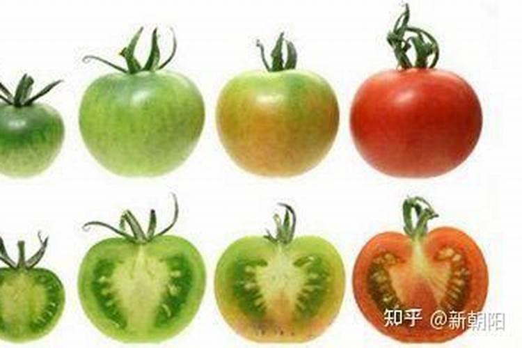 暖棚西红柿如何管理能提高西红柿红度？