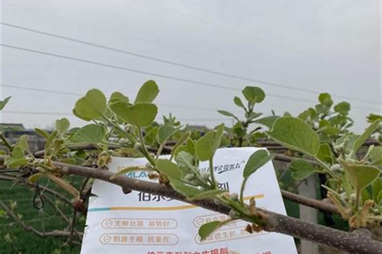 苹果树春季“水肥”是怎么回事