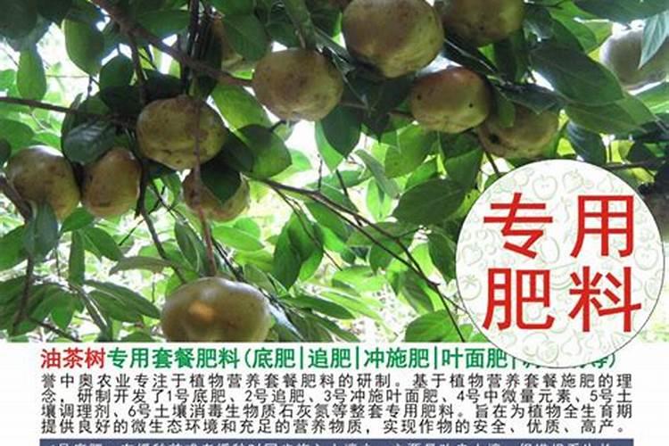 油茶树叶子发红是什么原因？