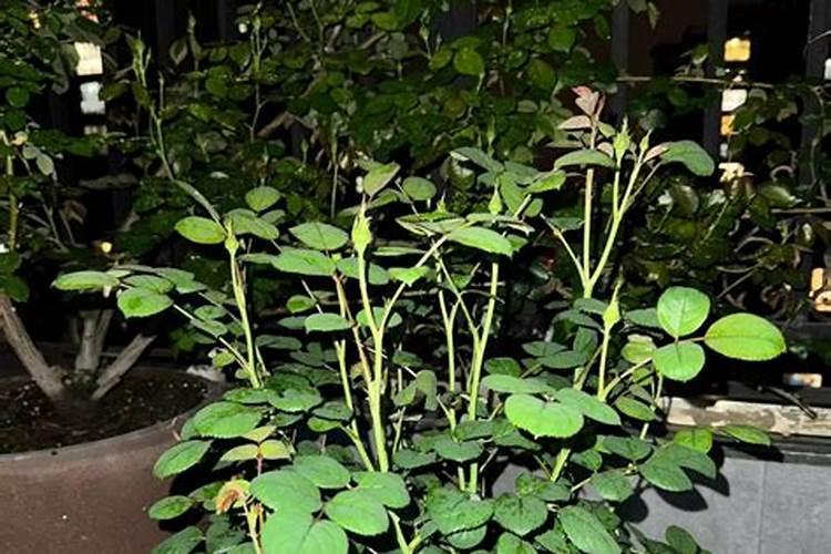 腊梅有花苞以后怎么养