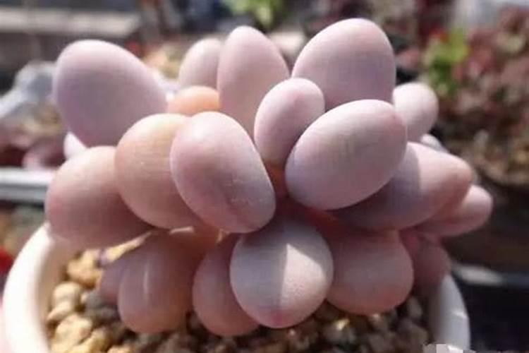 盆栽多肉植物施什么肥 该如何施肥