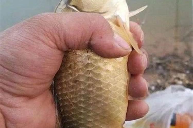 鱼塘下尿素多久鱼开口 教你鱼塘选肥及施肥的技巧