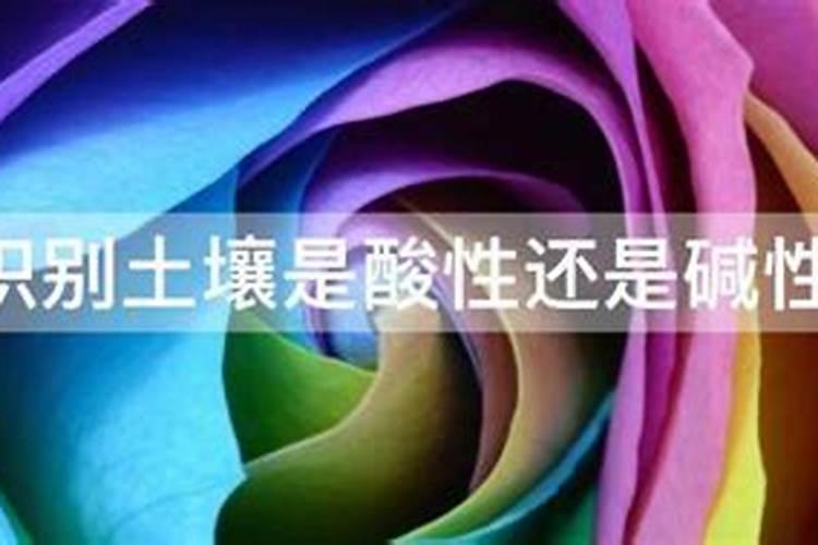 果树缺硼症状及其防治