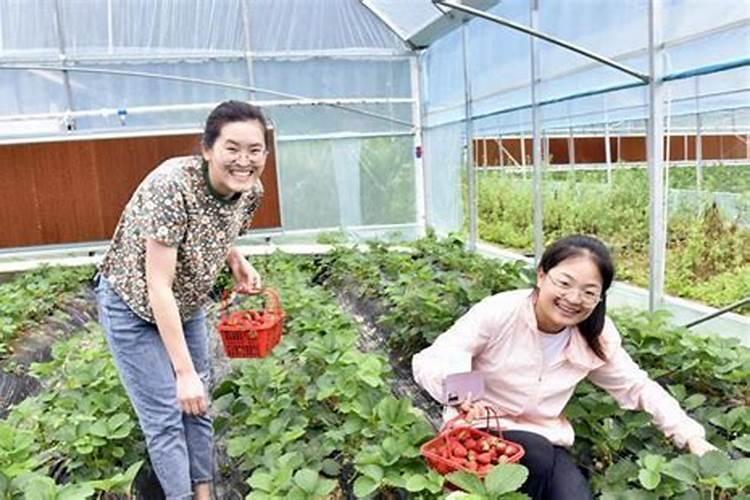 仙客来浇什么肥最好