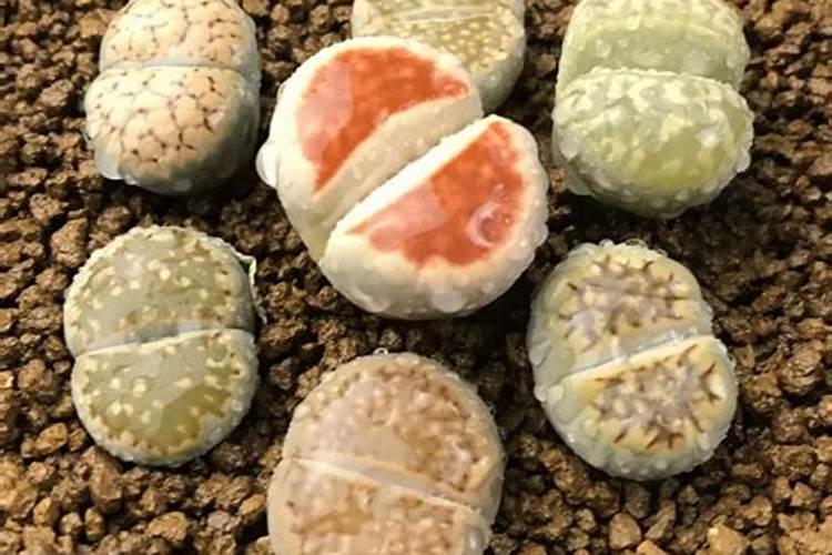 生石花怎么施肥