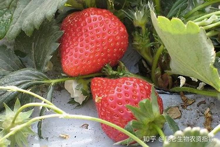 冬季暖棚草莓坐果后新叶变黑干枯,新花枝也软绵绵而且很小,看着苗中心空...