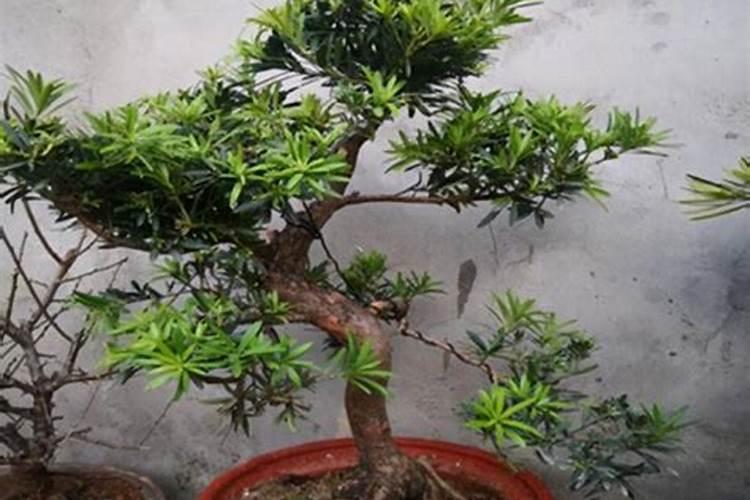 罗汉松用什么肥料最好