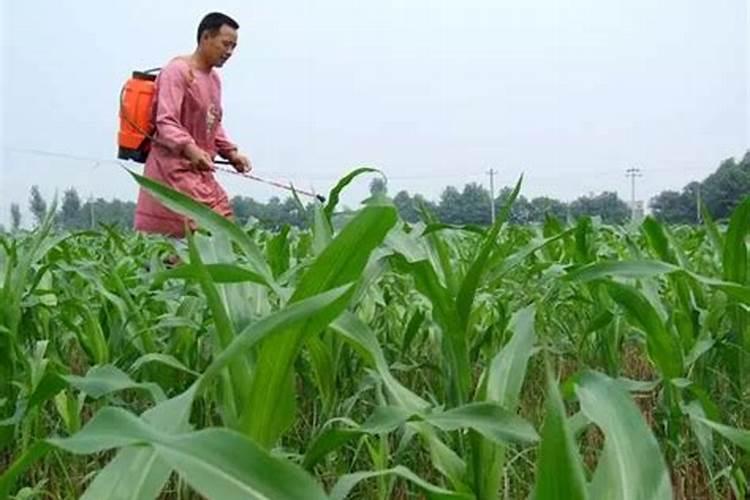 杀虫双可以打玉米吗,在玉米上使用会不会出现药害