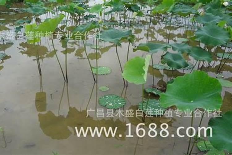 家庭阳台种植小黄瓜技术家庭小黄瓜怎样种植