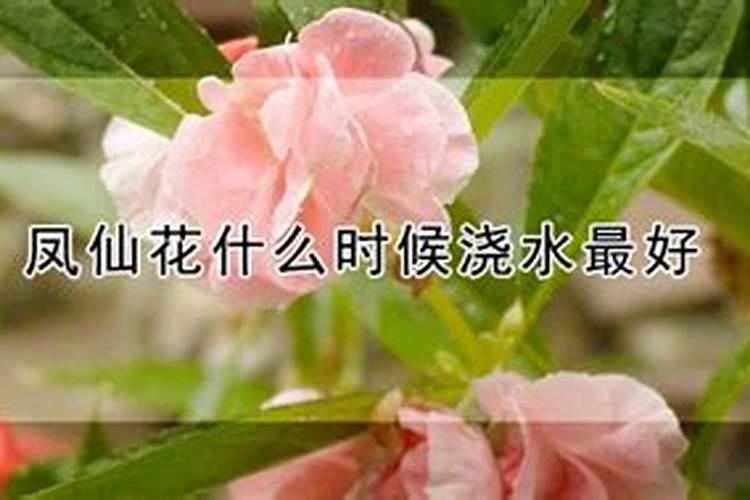 凤仙花浇什么肥料合适