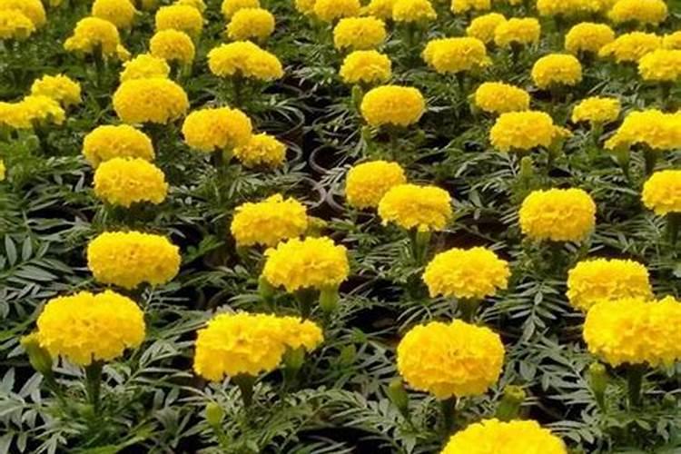 万寿菊怎么施肥