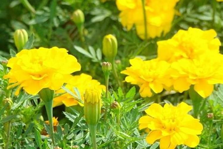 南非万寿菊花期施什么肥