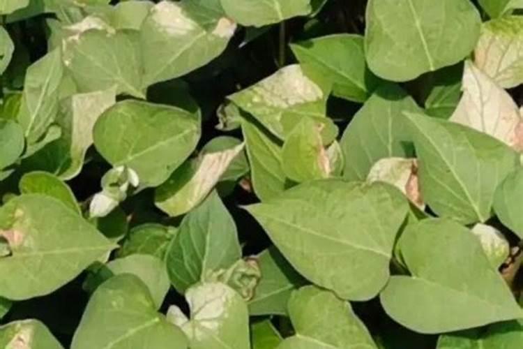 桂花树前段时间打了点化肥喷雾,现在叶子皱起来了怎么回事？怎么办啊？