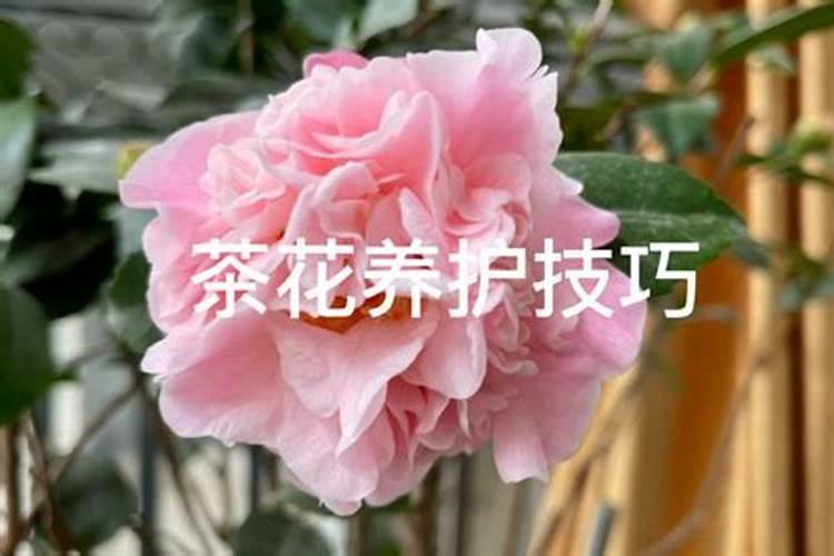 山茶花花期管理要点,山茶花花期怎么施肥