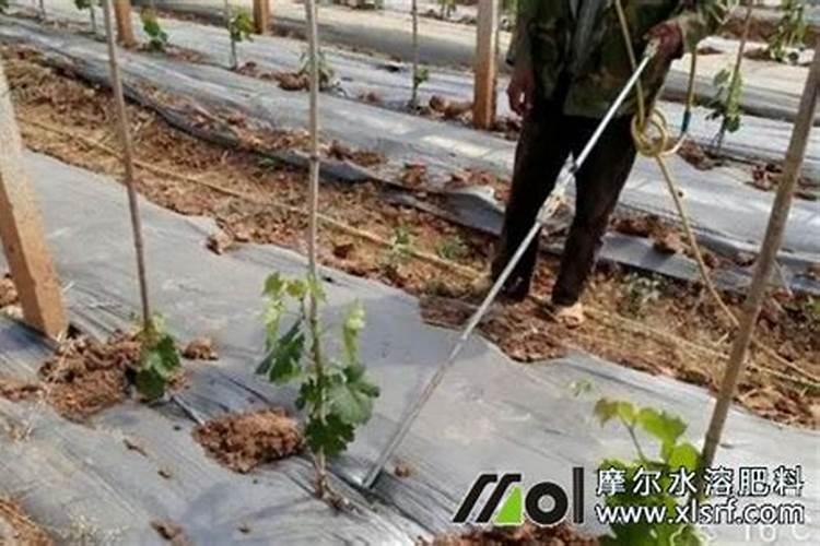 安基酸水溶肥十芸苔素十磷酸二氢钾可以一起灌根用吗？芸苔素十复合肥十...